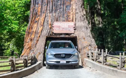 Driving Through California’s Ancient Giants: The History, Reality, and Future of the State’s Famous Tunnel Trees