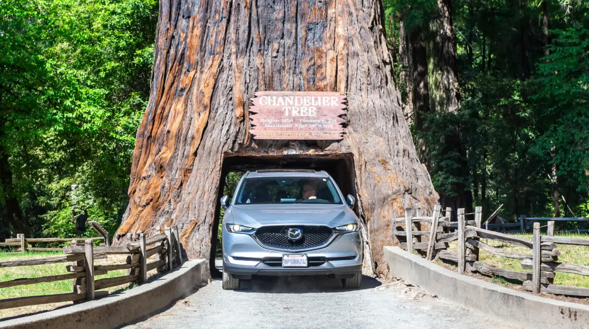 Driving Through California’s Ancient Giants: The History, Reality, and Future of the State’s Famous Tunnel Trees