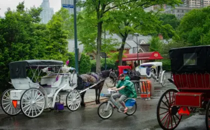 New York City Will Ban Carriage Horses From Central Park